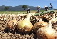 玉ねぎ