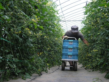 南富良野町　台風災害より１年　ミニトマトの収穫