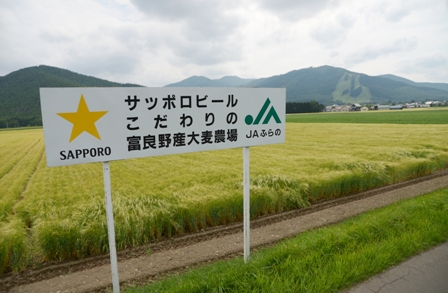 南富良野町　台風災害より１年　7月下旬のビール大麦