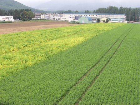 南富良野町　台風災害より１年　収穫を待つにんじんと種イモ